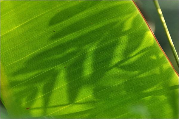 Texture Of Banana Leaf