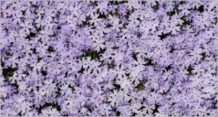 30+ Modern Flower Textures