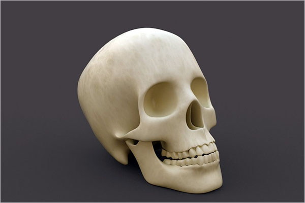 Skull 3D Models