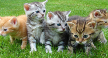 Cat WordPress Themes