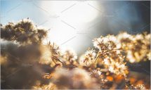 Winter flowers - Morning- sunrise