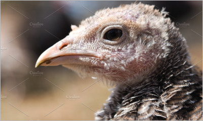 Headshot of wild turkey Portrait
