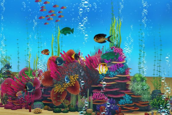 Colorful Sea Fish