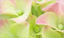 Spring flower pastel background