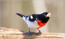 A Male Rose breasted Grosbeak