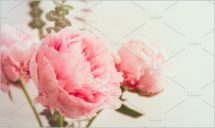 Beautiful bouquet from pink peonies