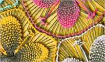 Crochet Pattern Handcraft