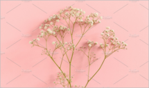 Gypsophila flowers