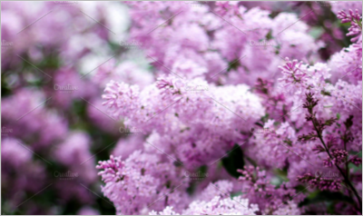 Lilac Syringa Bush