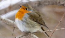 Robin red breast snow scene