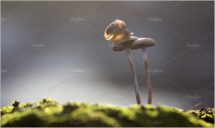 snail on mushrooms