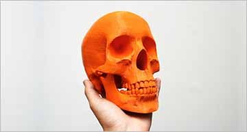32 Skull 3d Models Free Download Anatomy Stl Files