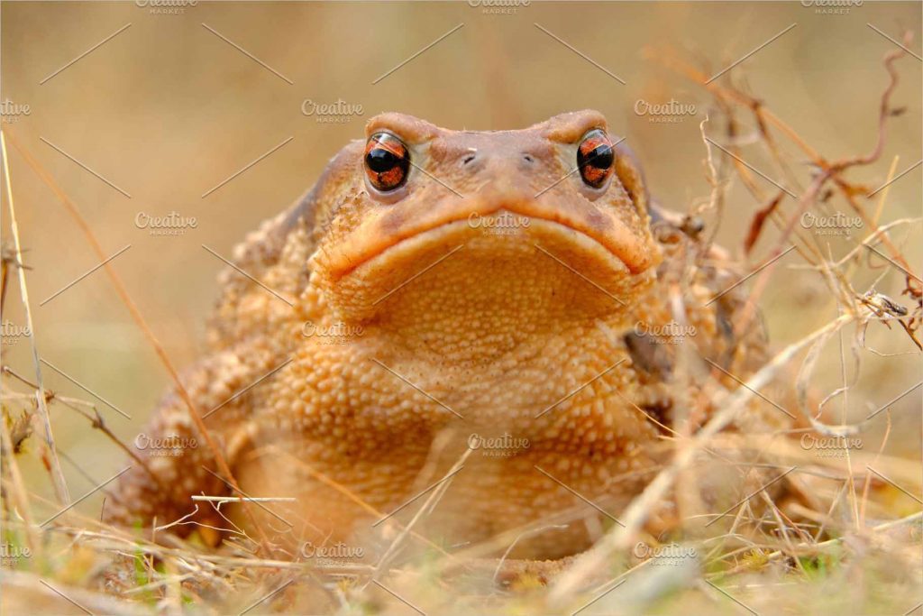 European Common Toad 